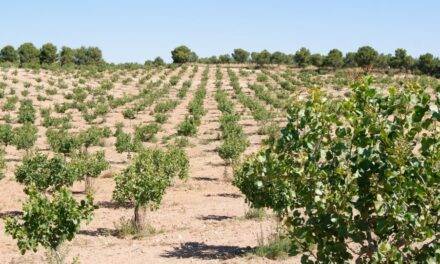 El pistacho, características y necesidades básicas del cultivo