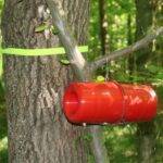 AIMPLAS works on the development of smart traps and pheromones for an eco-friendly control of the gypsy moth in oak forests
