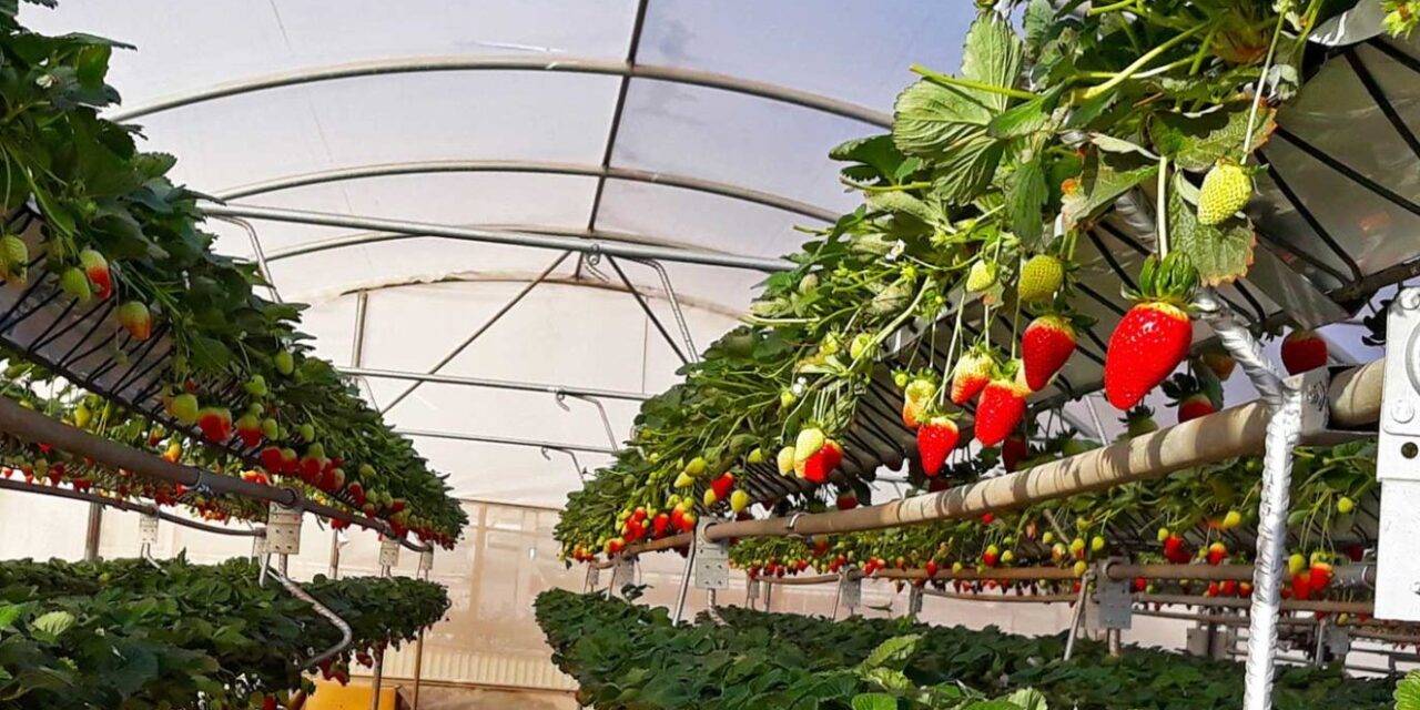 NGS-berry rotacional, el sistema que facilita la producción de berries en todo el mundo