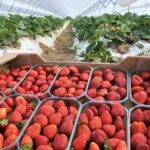 España: la superficie de frutos rojos se mantiene para el 2022/2023