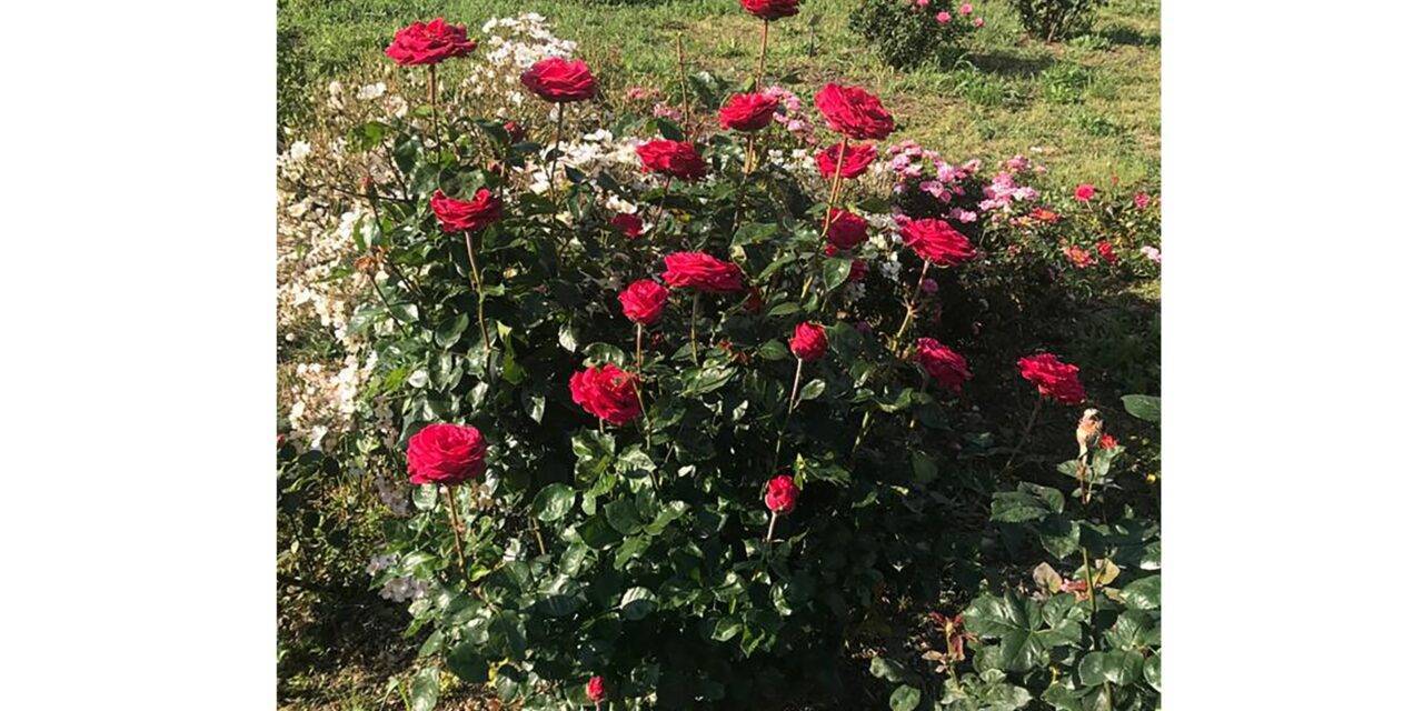 Una variedad de rosa dedicada a Arturo Croci