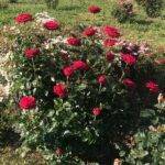 Una variedad de rosa dedicada a Arturo Croci