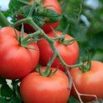 Beneficios en la aplicación foliar del flavonoide rutina en tomate