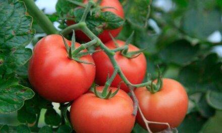 Beneficios en la aplicación foliar del flavonoide rutina en tomate