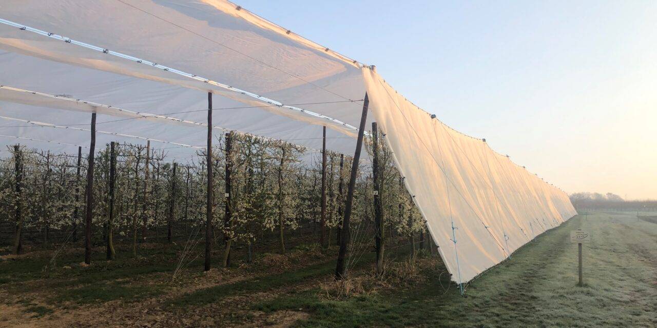 Frost protection: up to 4 degrees more with Arrigoni’s Protecta®