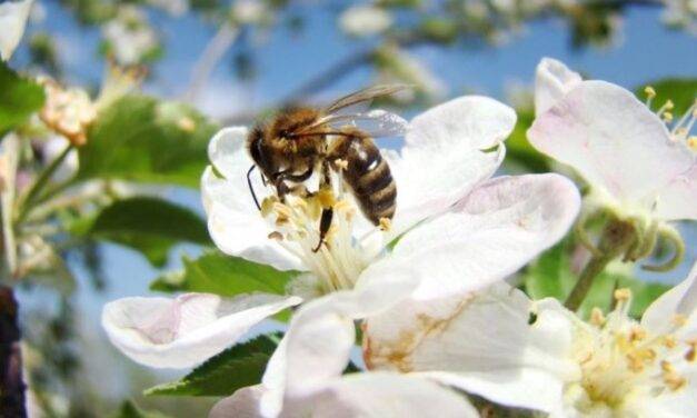 ¿Puede salvar el planeta vacunar a las abejas?