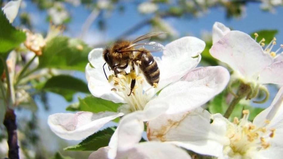 ¿Puede salvar el planeta vacunar a las abejas?