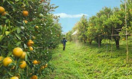 Tratamientos a campo que aseguran la poscosecha en frutas y hortalizas
