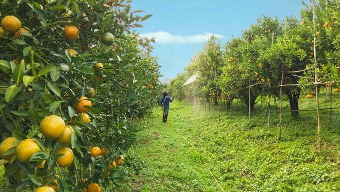 Tratamientos a campo que aseguran la poscosecha en frutas y hortalizas