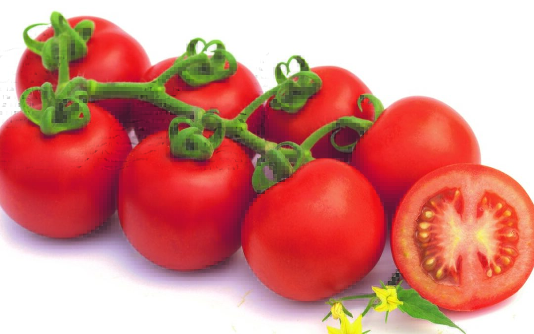 Semillas Fitó aporta al mercado variedades de tomate con resistencia a ToBRFV