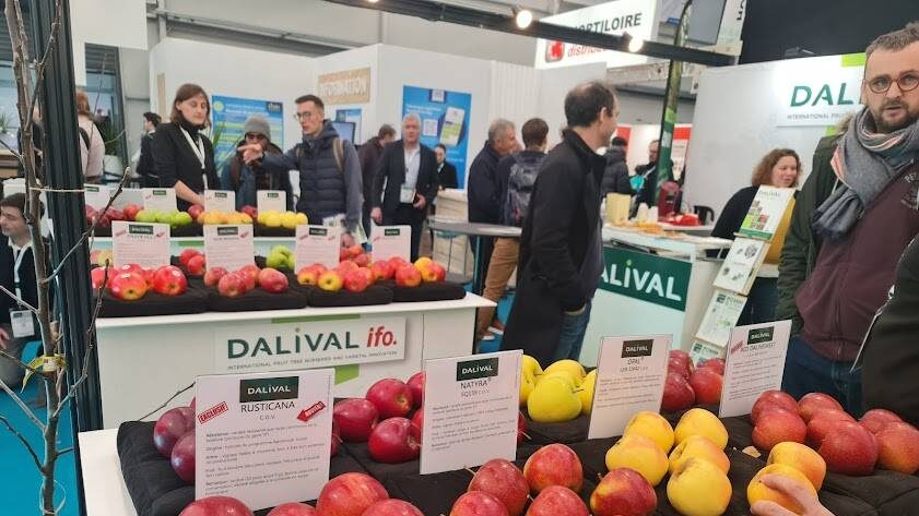 Dalival, vivero especializado en variedades de manzana, pera y frutales de hueso