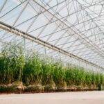 Horticultura de vanguardia: El mayor invernadero construido en España en un solo módulo