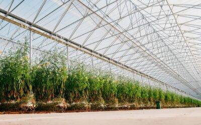 Horticultura de vanguardia: El mayor invernadero construido en España en un solo modulo