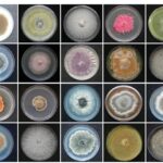 Los microorganismos endófitos tienen múltiples perspectivas de aplicación en agricultura