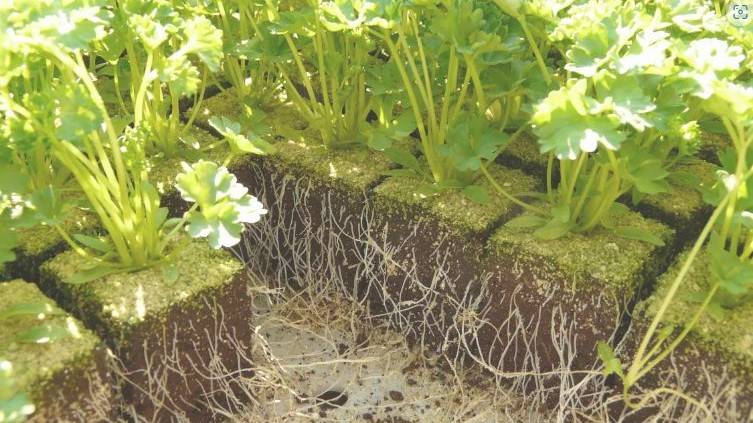 Reguladores de crecimiento no clásicos en el control de la formación de raíces laterales y adventicias