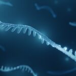 Micro ARN156, el secreto de la regulación de muchos genes