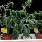 Un nuevo fármaco protege las plantas de la sequía