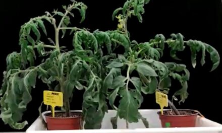 Un nuevo fármaco protege las plantas de la sequía