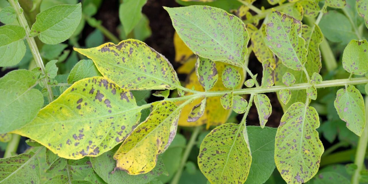 Early detection of late blight disease in potato plants through an app