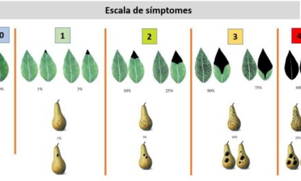 Utilidad de biofungicidas en base a Trichoderma en el control de Stemphylium en peral