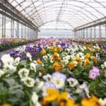 Flores comestibles: del invernadero al consumidor