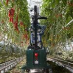 GR-100, el nuevo robot para la cosecha de tomate