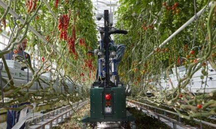 GR-100, el nuevo robot para la cosecha de tomate
