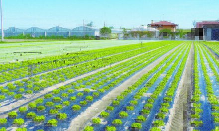 El Plan Estratégico de la PAC en España ofrece una oportunidad para el desarrollo sostenible del sector agrícola con plásticos biodegradables