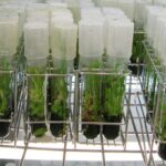 Cultivo de tejidos vegetales, una técnica de gran importancia en la agricultura actual