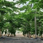 El cultivo de papaya, un mercado en pleno auge