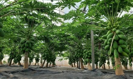 El cultivo de papaya, un mercado en pleno auge