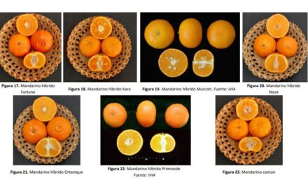 Respuesta de la mandarina ´Ortanique´a la oxifertirrigación