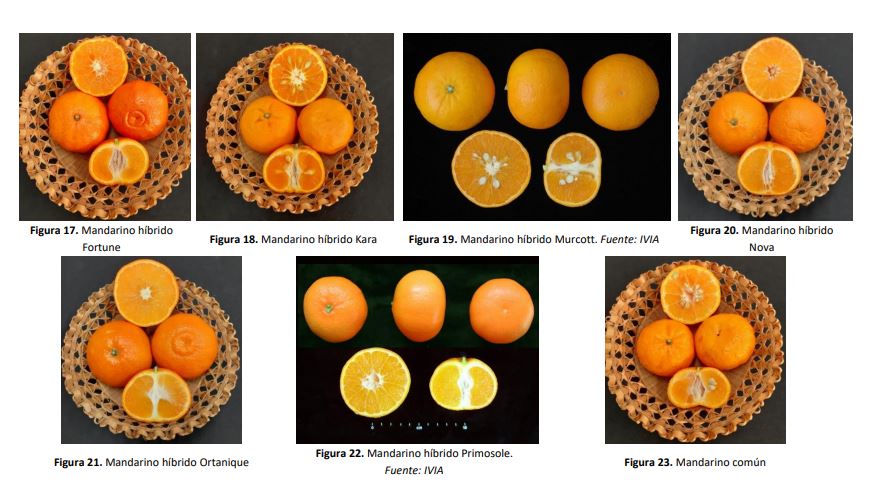 Respuesta de la mandarina ´Ortanique´a la oxifertirrigación
