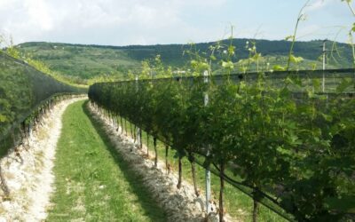 Uva de vino, Arrigoni piensa en el futuro con nuevas soluciones para la protección frente a los cambios climáticos 