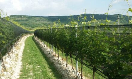 Uva de vino, Arrigoni piensa en el futuro con nuevas soluciones para la protección frente a los cambios climáticos 