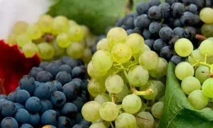 USDA Commemorates 100 Years of Contributions to the Grape Industry