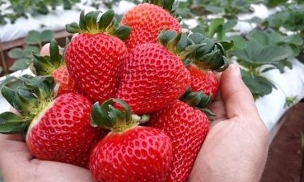 La luz LED incrementa el rendimiento y activa las defensas antioxidantes en fresas cultivadas en invernadero