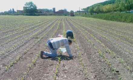 GESTHERB: Sistema de apoyo a la decisión para la gestión de las malas hierbas