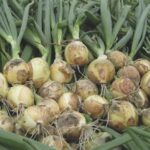 Nuevo: Pregerminación mejorada B-Mox® para semillas de cebolla
