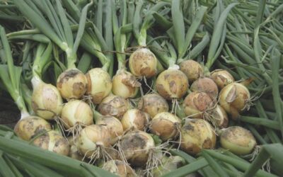 Nuevo: Pregerminación mejorada B-Mox® para semillas de cebolla