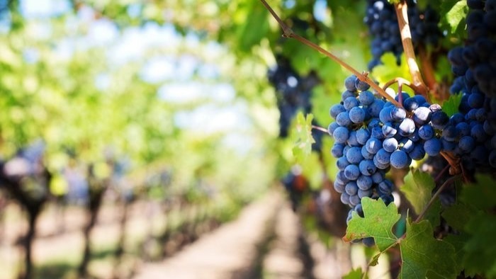 John Deere impulsa la innovación en un proyecto para el ahorro de agua en viñedos
