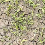 Estrategias vegetales para afrontar la sequía