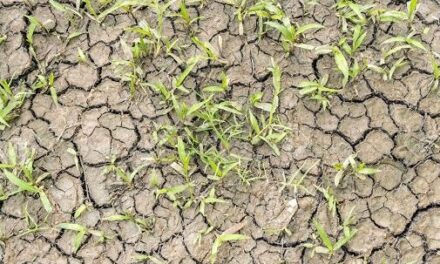 Estrategias vegetales para afrontar la sequía