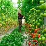 JISA: Fertilizantes y abonos para la agricultura
