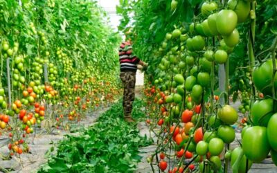 JISA: Fertilizantes y abonos para la agricultura