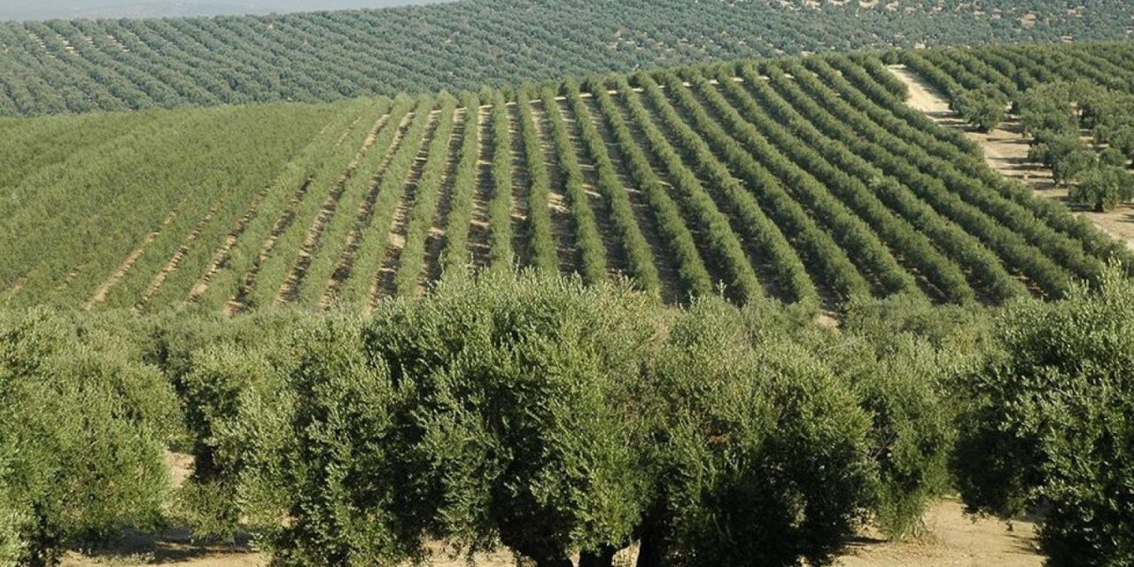 Menor producción en olivo, un estudio busca explicar la causa de este fenómeno