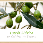 Gestión del estrés hídrico en olivares de secano en Andalucía y Extremadura, España