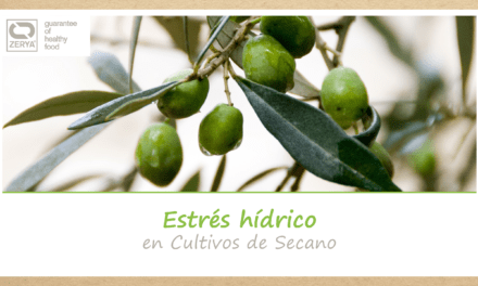 Gestión del estrés hídrico en olivares de secano en Andalucía y Extremadura, España