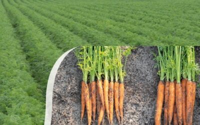 Pregerminación mejorada B-Mox® para semillas de zanahoria