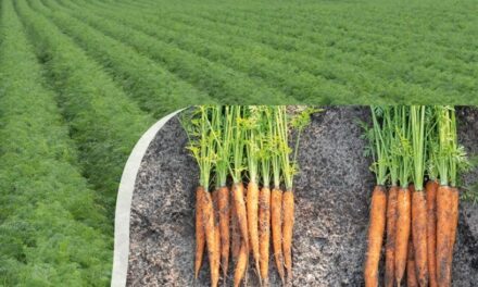 Pregerminación mejorada B-Mox® para semillas de zanahoria